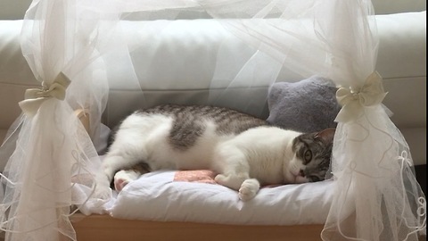 cat sleeping on the princess bed