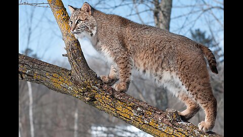 Bobcat