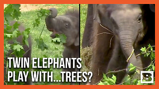 Elephant Twins Have a Ridiculous Amount of Fun with...Tree Branches