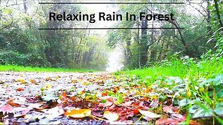 Relaxation Soothing Sound of Rainfall on Forest Ground for meditation.