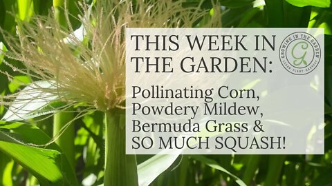 Garden Tips, Tour, Pollinating Corn, Powdery Mildew, Bermuda Grass, Garlic Harvest & SO MUCH SQUASH!