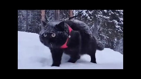 Cat, winter, walk...
