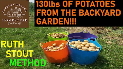 130lbs of Potatoes From our Backyard!! 🥔🥔🥔