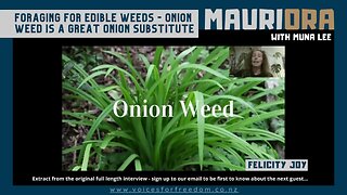 Edible Weeds: Onion Weed Is A Great Substitute For Onion And Good In Salads