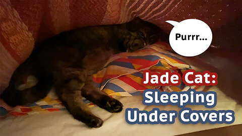Jade Cat: Sleeping Under Covers