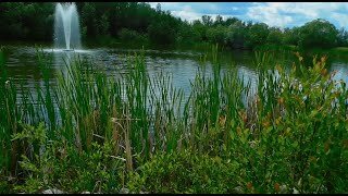 Beautiful birds and water fountain sounds. Nature sound relaxation. Jungle sounds. Birds singing. Instantly fall asleep into deep sleep