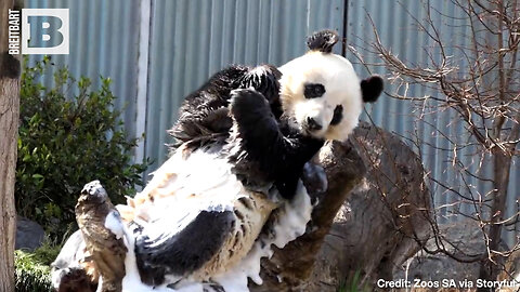 PANDA PARTY! Adelaide Zoo Pandas Enjoy Birthday Bash