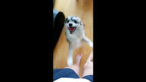 Puppy Has Too Much Energy