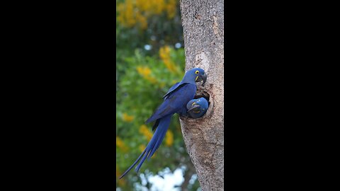 The Hyacinth Macaw-very RARE