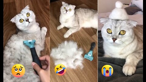 ✂️Cutting Cat's fur and making different types of hats👒🎩🧢 for Cat.🐈