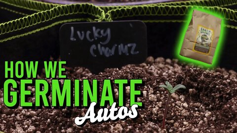 How We Germinate Autos (Lucky Charmz & Caramel Frappe - THC Tone)
