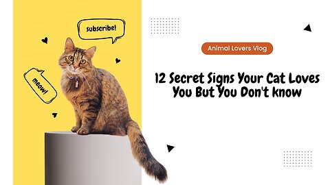 12 Secret Signs Your Cat Loves You But You Don't know