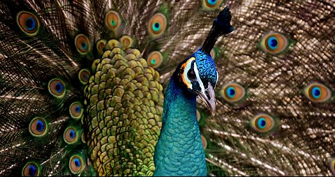 Captured elegance in motion: the peacock's graceful display never fails to enchant. 🦚✨