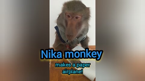 Nika monkey makes a paper airplane!