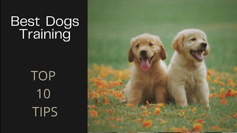 BEST DOGS Training AND TOP 10 TIPS