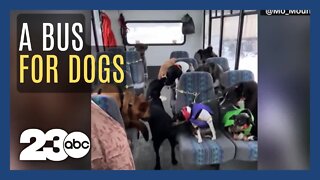 All aboard the Doggie Bus!