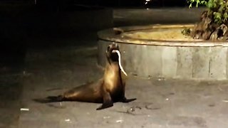 Sea lion wakes and vomits up something alive!