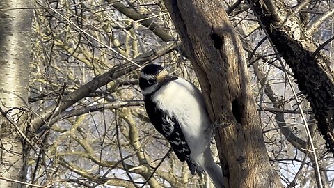 Huge Hairy Wood Pecker James Gardens Toronto