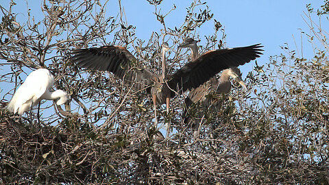 Great Blue Juveniles Exercising Their Wings