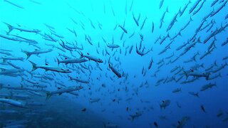 Scuba divers find themselves surrounded by thousands of barracuda