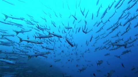 Scuba divers find themselves surrounded by thousands of barracuda