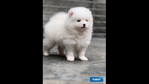 Amazing_#cute_#puppy_#Trending_video