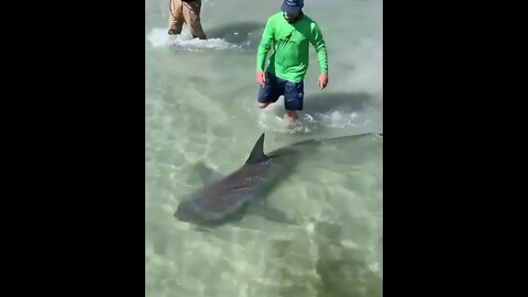 Walking with a bull shark...