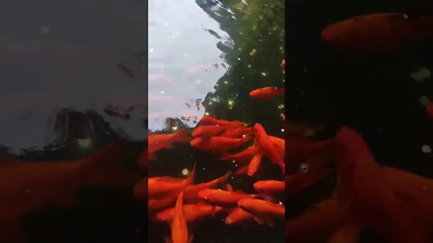 How to attract fish in a pond. Clap your hands, apparently they respond to clapping sound.