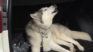 Stubborn Husky Refuses To Leave Car, Throws Epic Tantrum