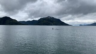 Orca Whales - Juneau Alaska