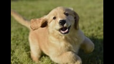 Cutest Golden Retriever Puppies