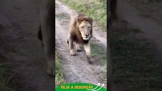 LEÃO COM A PATA QUEBRADA #shorts #animals #planetaanimalshorts