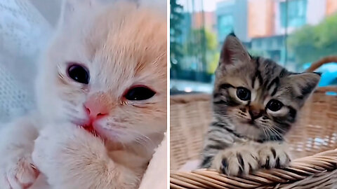 Get Ready to Squeal: The Cutest Kittens Video You'll Ever See