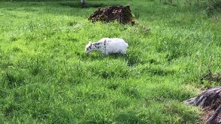 grazing goat