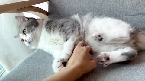 Funny footage of human hand teasing on Scottish fold cat's belly and making it angry and bite them