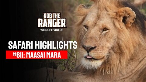 Safari Highlights #611: 11th August 2021 | Maasai Mara/Zebra Plains | Latest Wildlife Sightings