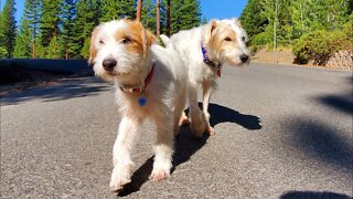 two male jack russell terriers ?!