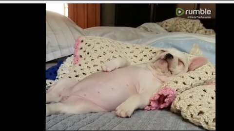 Adorable Frenchie puppy sleeps in cutest possible way @shibukumar @47spoof