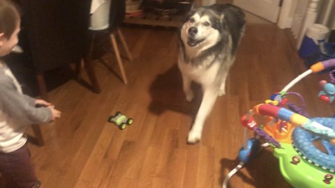 Malamute freaks out when kid plays with remote control car
