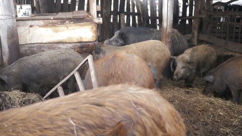 Wild boars on the animal farm. Large wild boar female