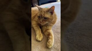 My cute cat cleaning himself