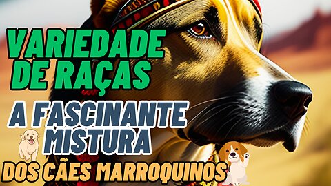 Variedade de Raças A Fascinante Mistura dos Cães Marroquinos
