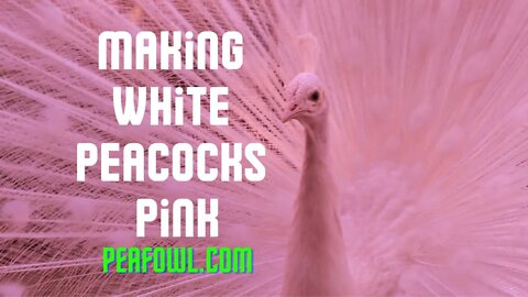 Making White Peacocks Pink, Peacock Minute, peafowl.com