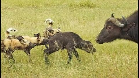 Wild Dogs Take 5 Buffalo Calves in an EPIC Feeding Frenzy!