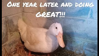 Duck With A Prolapsed Penis - 1 Year Later