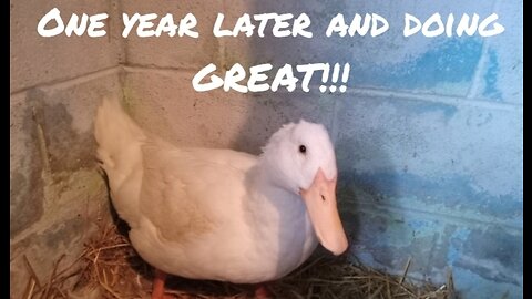 Duck With A Prolapsed Penis - 1 Year Later