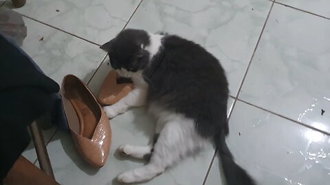 Gaia cat playing with woman's shoes!