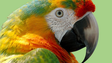 Amazing Facts About Macaws