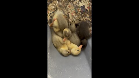 More ducklings from the incubator