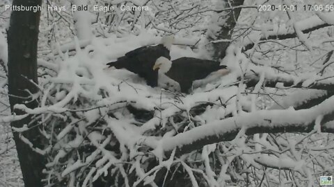 Hays Eagles Mom and Dad tidy up a snowy nest 12120 505pm